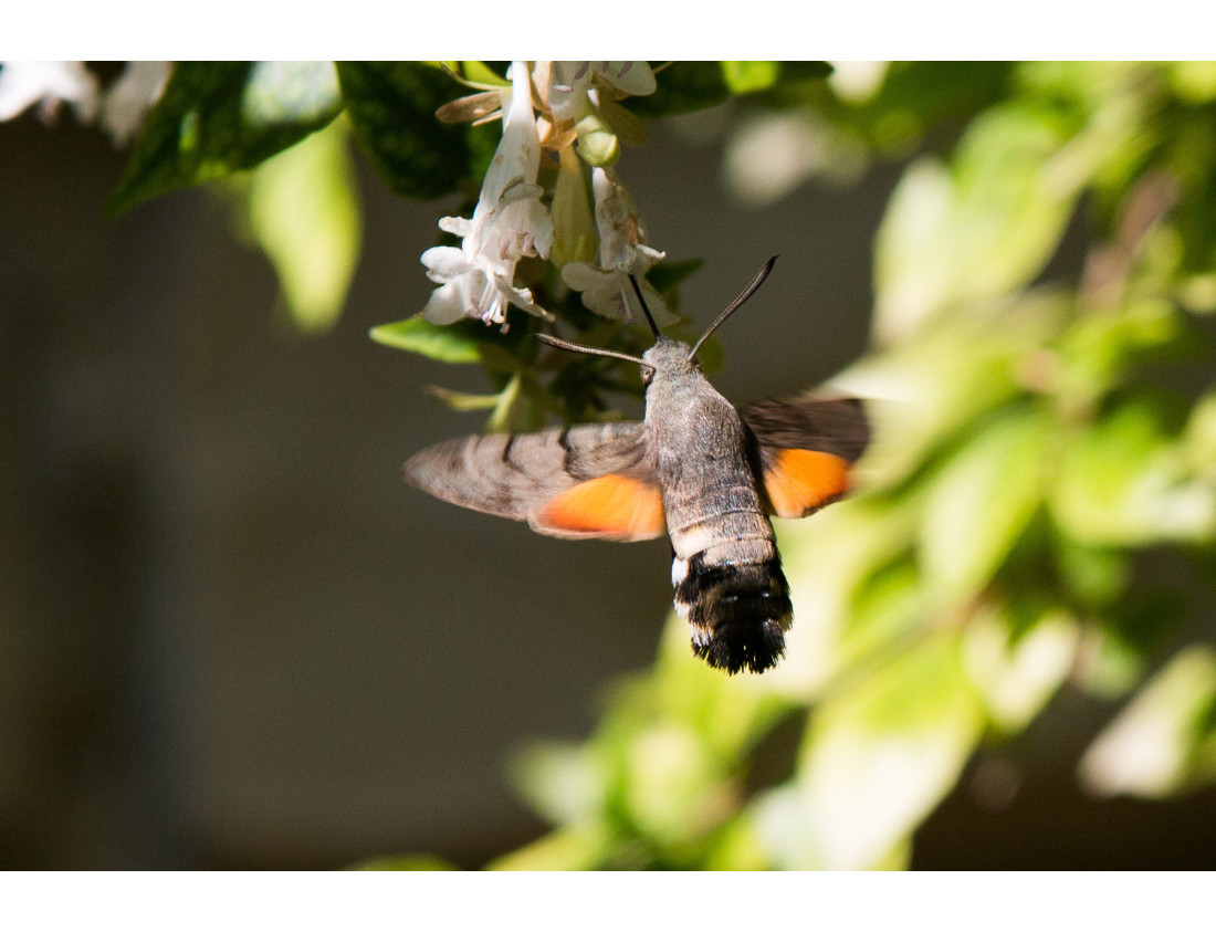 Tout savoir sur le Moro-Sphinx